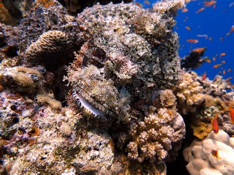 Scorpion Fish Underwater Red Sea Fish Stock Image Image Of Underwater