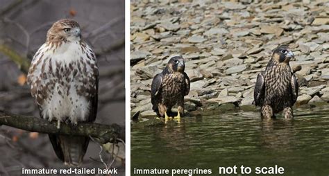 Peregrine falcon (falco peregrinus) restoration in the midwestern u.s. Falcon or Hawk? | Outside My Window