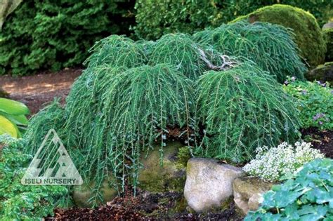 Dwarf globe scots pine pinus sylvestris globosa nana evergreen shrub. Weeping Trees | Conifers garden, Garden shrubs, Weeping trees