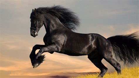 Wild Horse Wallpapers 61 Images