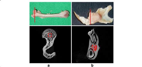 Bone Photographs And Micro Ct Images A Intact Right Femur Left