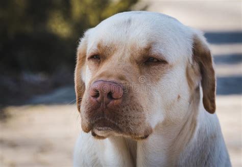 Portrait Of A Yellow Labrador Retriever Stock Photo Image Of Looking