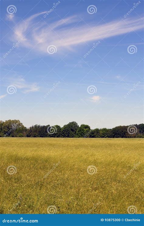 Cornfield And Blue Sky Stock Photo Image Of Cloudscape 93875300