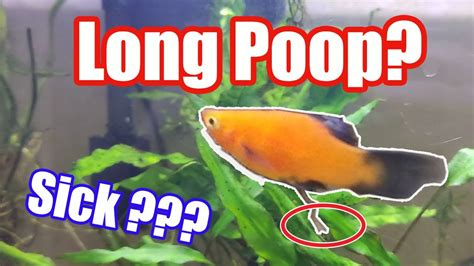 How Often Does A Fish Poop The Aquatic Bathroom Habits Explained