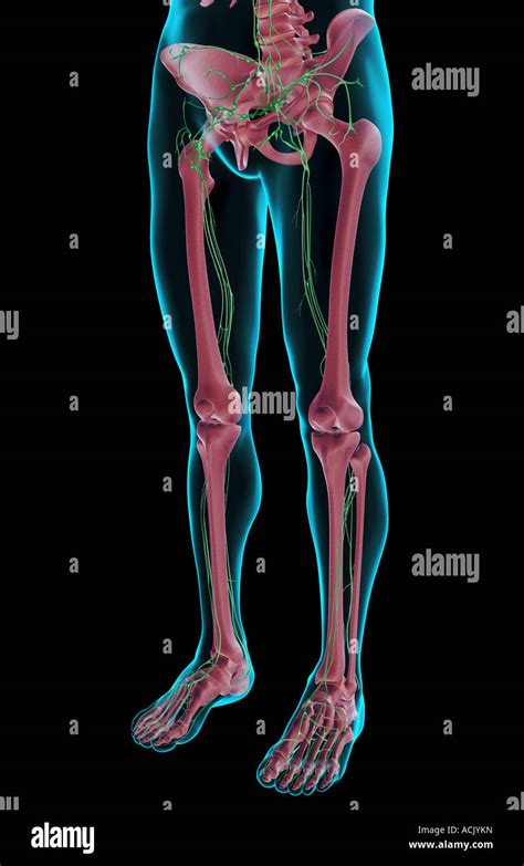 The Lymph Supply Of The Lower Body Stock Photo Alamy