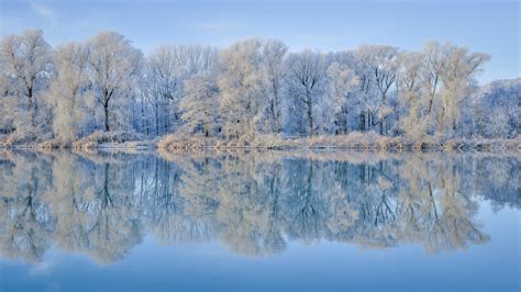 Winter Trees Reflected In Lake