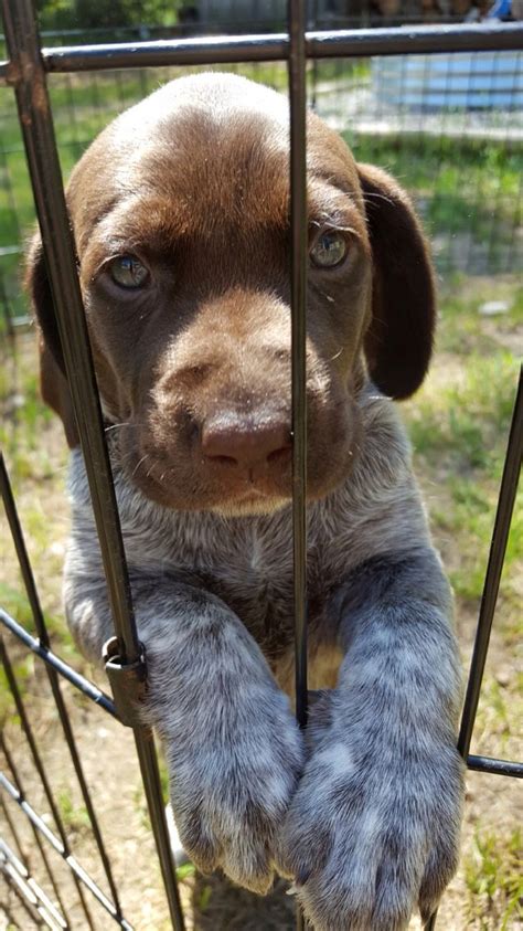 I have a litter of german shorthaired pointer puppies for sale. My Lab and German Shorthaired Pointer mix!! | Cute animals ...