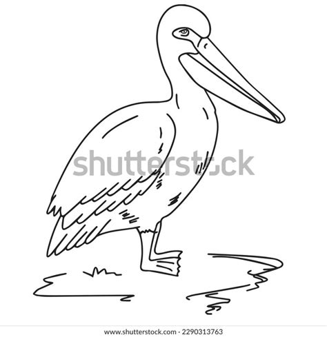 Cute Cartoon Pelican Clipart Page Kids Stock Vector Royalty Free