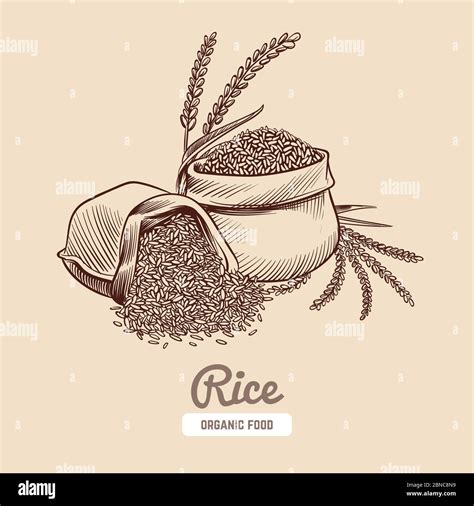 Rice Background Hand Drawn Bowl With Rice Grains And Ears Japanese