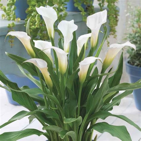 Intimate Ivory Calla Lily Dormant Flower Plants Bulbs Seeds At Lowes Com