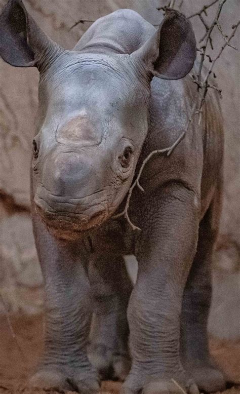 Moment Rare Eastern Black Rhino Gives Birth At Chester Zoo Viraltab