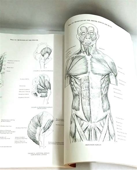 Artistic Anatomy By Dr Paul Richer Pdf Merge Roombar