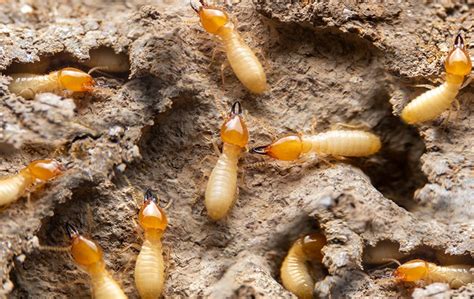 termite identification in phoenix az green home pest control