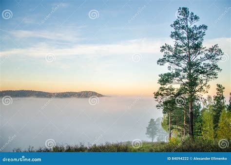 Conifer Tree At The Top In The Morning Mist Stock Photo Image Of