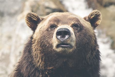 Images Gratuites La Nature Animal En Regardant Faune Grizzly