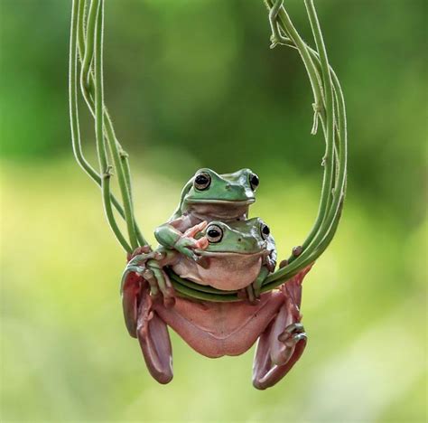 Frog By Riza Pratama Artofit