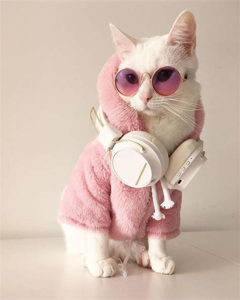 Best Cat Clothes And Cat Costumes For A Dress Up Party 2020