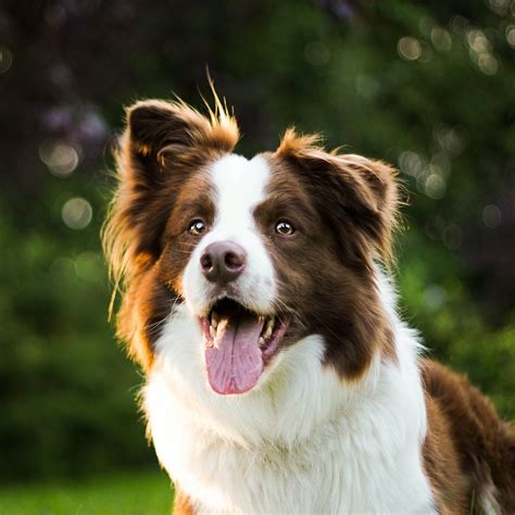 Border Collies K9 Nation Breed Of The Month