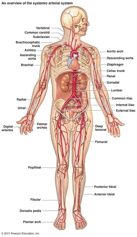 By definition, an artery is a vessel that conducts blood from the heart to the periphery. Freecanaryislands.com | Anatomy, Human anatomy, Human body diagram