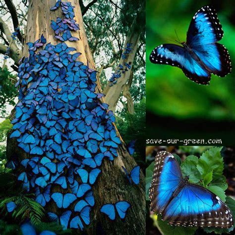 Blue Morpho Butterfly Save Our Green