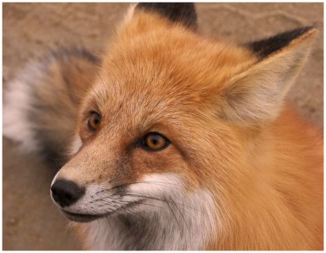 Animals And Birds Fox Profile And Pic S 2011