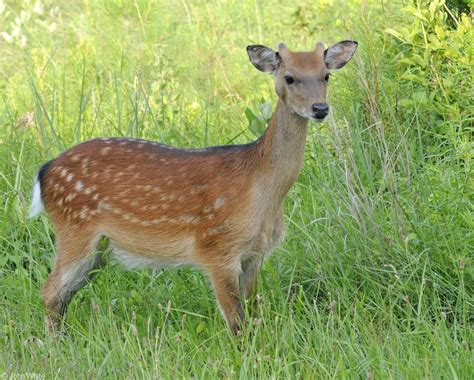 Cervus Nippon Sika Deer