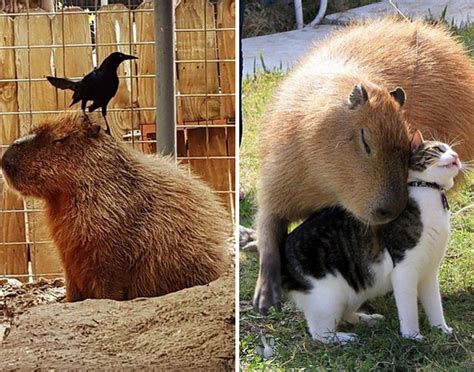 18 Pictures That Prove Capybaras Are The Chillest Animals On Earth Farm