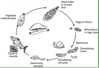 Liver condemnations alone cost £3.2 million in 2010. Simple Worms - Microscopes Observations