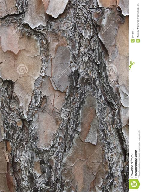 Pine Tree Bark Stock Image Image Of Woods Nature Bark 64820717