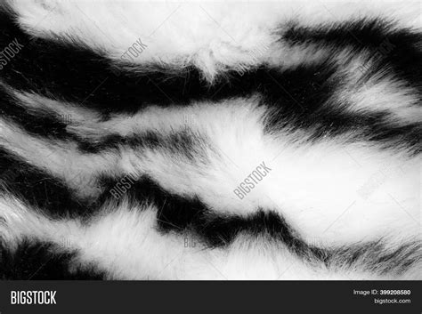 Fur Black White Image And Photo Free Trial Bigstock