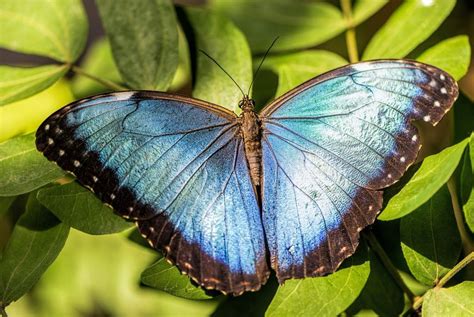 There is much about this in species that kids would enjoy learning, so put together a few fascinating facts to butterflies come in all different sizes, habitats, colors and species. Blue Morpho Butterfly Facts | Delfin Amazon Cruises