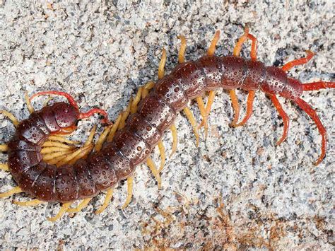 Types Of Centipedes In Texas The Bug Master Pest Control And Disinfecting