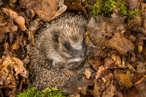 Things To Know About Hedgehog And Badger Hibernation Wildthings