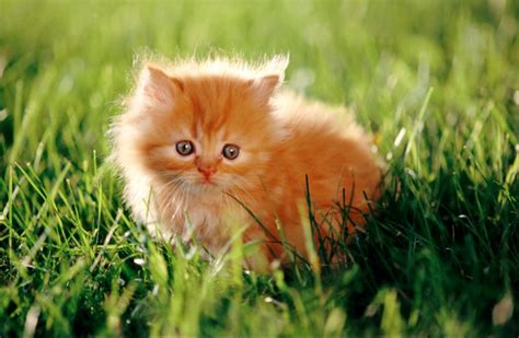 Foto Anak Kucing Imut Dan Lucu Abis Kucing Forever