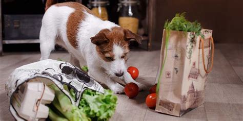Order pet food, toys, and other popular pet products online at freshdirect for delivery. 10 Best Homemade Dog Food Delivery Services from around ...