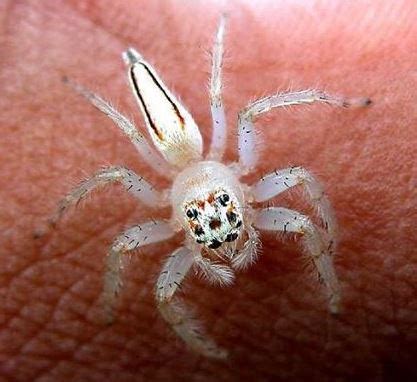 This is a unique constitution originating from the ancestral spiders, and is passed on to their descendants. Beware of New Poisonous Spiders In the United States ...
