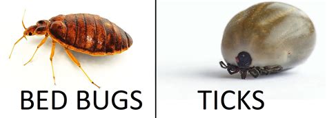 Tick Vs Bed Bug What S The Difference