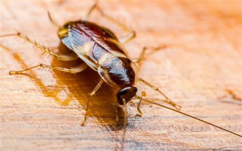 Roaches Treatment Plan Bullseye Pest Defense