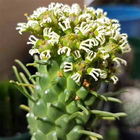 Euphorbia Caput Medusae Medusas Head In Gardentags Plant Encyclopedia