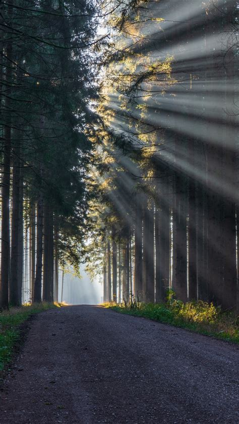 Forest Road And Sunbeam Between Trees 4k Hd Nature Wallpapers Hd
