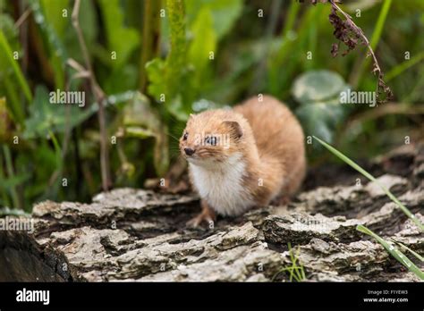 Britains Smallest Carnivore The Weasel On A Log With Out Of Focus