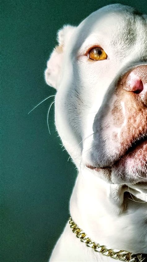 Pitbull Dog Images Hd Wallpaper