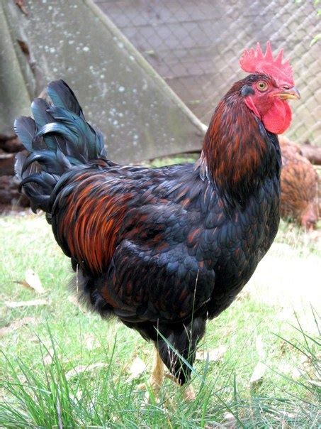 I do not see something incorrect with the roosters. Barnevelder Rooster | Chickens - the girls | Pinterest