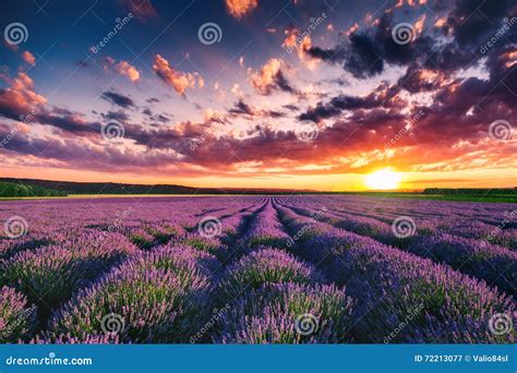 Lavender Flower Blooming Fields In Endless Rows Sunset Shot Stock