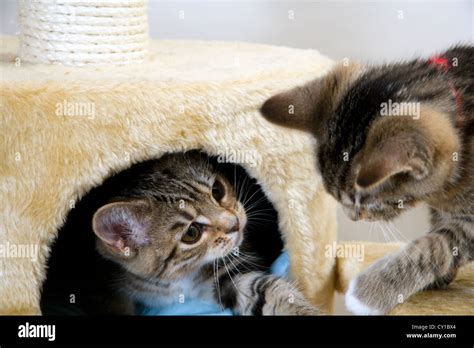 Two Playful Kittens Stock Photo Alamy