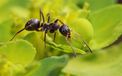 Ant Hd Wallpaper Background Image 2560x1600