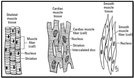 Types Of Muscle Fibers Usmle Strike Hot Sex Picture