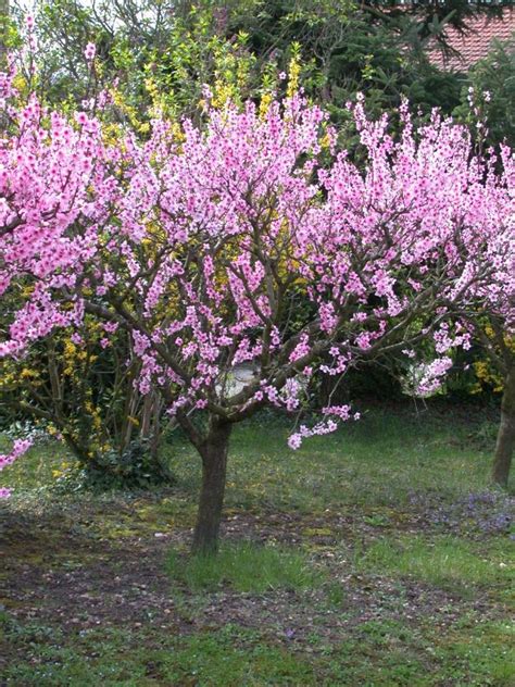 Lorsqu'on parle d'arbres à fleurs roses, les cerisiers du japon viennent souvent en tête. Arbres fruitiers décoratifs | Pratique.fr