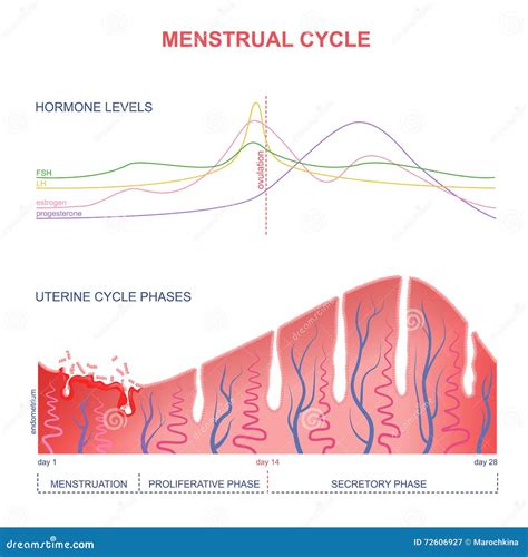 Plan Du Cycle Menstruel Illustration De Vecteur Illustration Du Plan