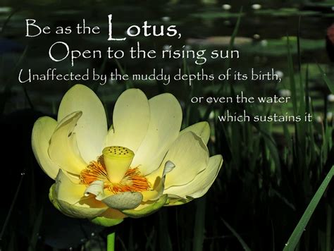 Buddhist lotus flower quote by gautama buddha: Lotus Flower Quotes. QuotesGram
